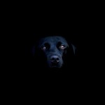The Black Dog | My Depression Story // PART TWO //